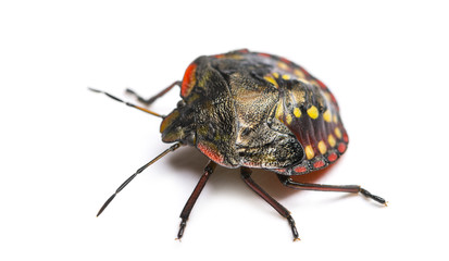 Southern green stink bug, Nezara viridula