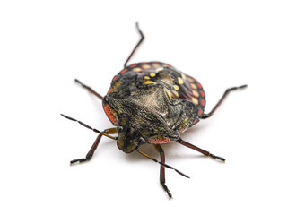 Southern green stink bug, Nezara viridula