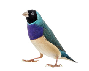 Gouldian Finch, Erythrura gouldiae, in front of a white backgrou