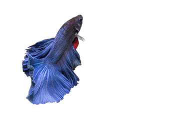 closeup background animal  aquarium fighting betta fish,Blue color