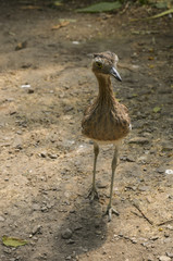 Eurasian stone-curlew. Stone-curlew