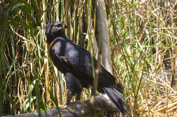 Golden Eagle. Aquila chrysaetos
