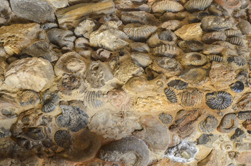 Wall made with fossils