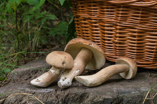Several porcini mushrooms (Boletus edulis, cep, penny bun, porcino or king bolete) and wicker basket on wooden background..