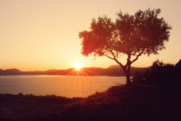 Einzelner Olivenbaum im Licht der untergehenden Sonne