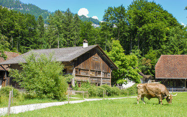 Bucolic view of a traditional Swiss countryside scene with farm house and cow