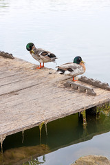 Two mallard ducks on old wooden pier at summer time..
