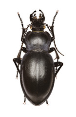 Smooth Ground Beetle on white Background  -  Carabus glabratus (Paykull, 1790)