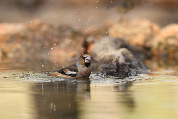 Hawfinch at feeding point