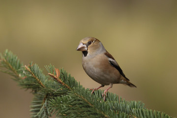 Hawfinch at feeding point