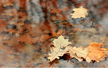 autumn landscape with reflection in water
