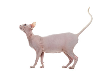 Sphynx