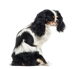 Cavalier King Charles Spaniel (1 year old)