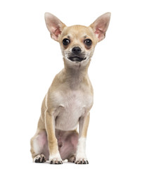 Chihuahua puppy (4 months old)