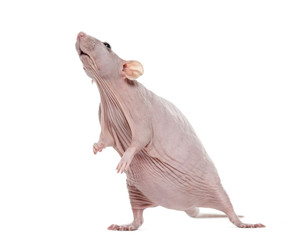 Hairlesss rat