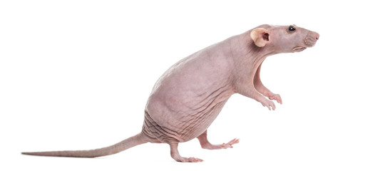 Hairlesss rat