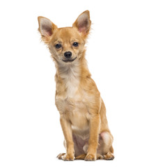 Chihuahua puppy (6 months old)