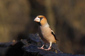 Hawfinch at feeding point