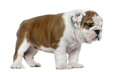 Obraz premium English bulldog puppy in front of white background