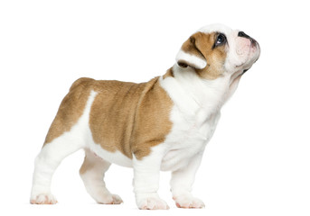 English bulldog puppy in front of white background