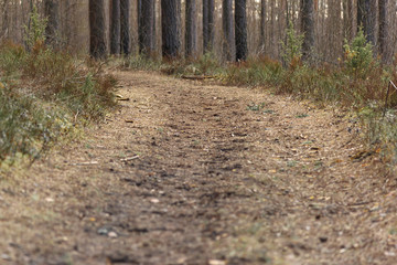 Fototapeta premium Empty forest path strewn with pine needles turn among the pine trees