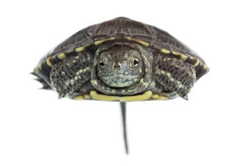European pond turtle (1 year old), Emys orbicularis, floating in