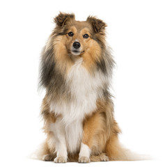 Shetland Sheepdog sitting in front of a white background