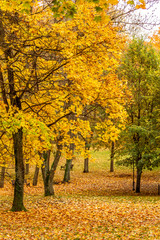 Fototapeta na wymiar A path in the autumn park between the trees