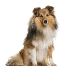 Shetland Sheepdog sitting in front of a white background