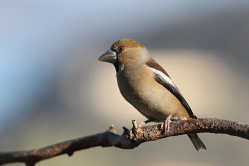 Hawfinch at feeding point