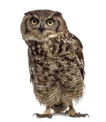 Spotted eagle-owl - Bubo africanus (4 years old) in front of a w