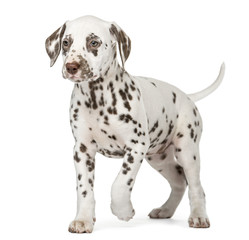 Dalmatian puppy walking in front of a white background