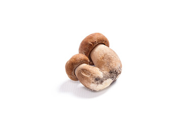 Double porcini mushrooms known as boletus edulis isolated on white background.