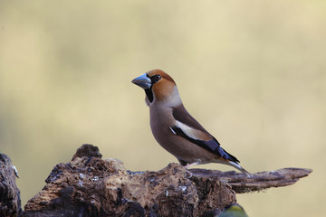 Hawfinch at feeding point