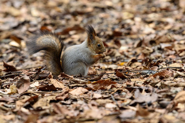Squirrel ets nut