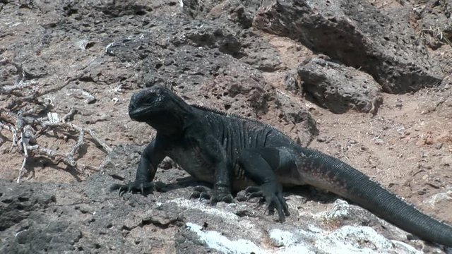 Iguana on rocky coast of Galapagos Islands. Amazing reptiles like dinosaurs. Wildlife animals. Nature of Ecuador. Herbivorous inhabitants of ocean.