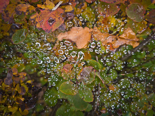 Drops on the web above the autumnal foliage