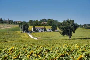 Summer landscape in Marches (Italy) near Castelfidardo