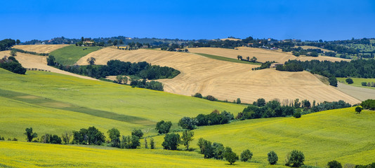 Summer landscape in Marches (Italy) near Belvedere Ostrense