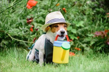 Dog as cute gardener wearing hat and apron with colorful watering can