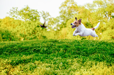 Playing off leash dog chasing bird in park