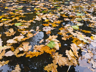 Autumnal leaves on the water surface
