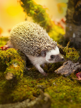 Small african pygmy hedgehog