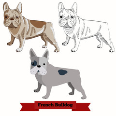 French Bulldog dog isolated on white background. Dog breed in hand drawn and flat styles.