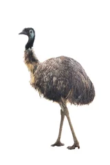 Poster struisvogel Emoe © fotomaster