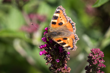 Schmetterling Kleiner Fuchs, Aglais urticae