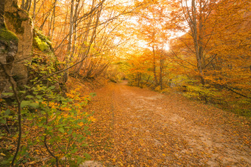 Obraz premium Autumn path in the forest