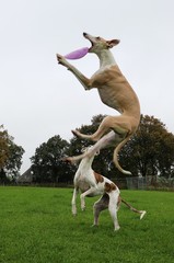 zwei witzige windhunde toben gemeinsam mit einer fliegenden frisbee