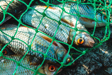 freshwater fish in the green net