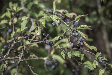 Wild Sloe / blackthorn tree showing ripe fruit
